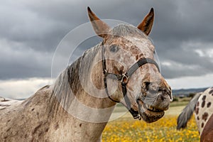 Close up portrait of a free horse