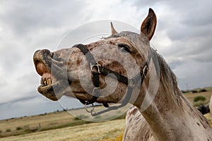 Close up portrait of a free horse