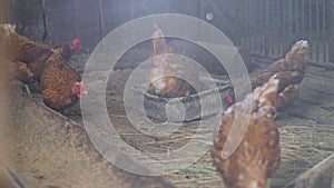 Close up portrait of free range chicken Hampshire. A brown hen poses for the camera in the poultry house. Lighted hens are resting