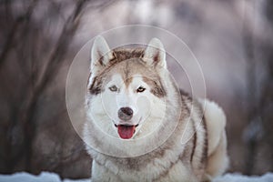 Close-up portrait of free Siberian Husky dog lying is on the snow in winter forest at sunset on mountain background