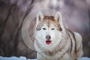 Close-up portrait of free Siberian Husky dog lying is on the snow in winter forest at sunset on mountain background