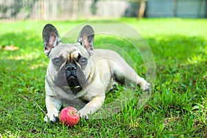 Close up portrait of a French Bulldog