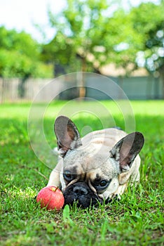 Close up portrait of a French Bulldog