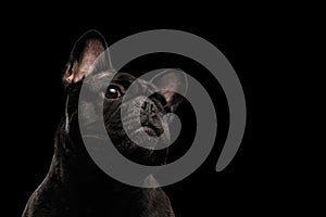 Close-up Portrait of French Bulldog Dog Curiously Looking up Isolated