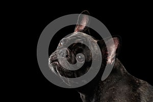 Close-up Portrait of French Bulldog Dog Curiously Looking up Isolated