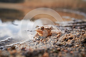 Close up portrait of frog, common toad or simpy toad.