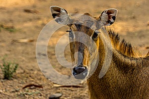 Close-up portrait of a full-face hornless female nilgai photo