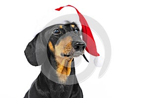 Close up portrait of funny beautiful dog breed dachshund, black and tan, wearing red christmas santa hat, not isolated on white ba