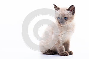 Close up portrait of funny curious Siamese cat looking away attentive isolated on a white background with copy space