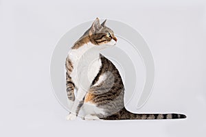 Close up portrait of funny curious striped cat looking back attentive isolated on grey wall background with copy space