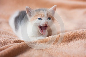 Close-up portrait of funny, cute, beautiful tree-colored ginger kitten yawns or meows. Home cat, kid animals, veterinary