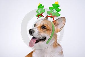 Close up portrait of funny cute red and white corgi wearing funny Christmas rim on the head, with green new year trees
