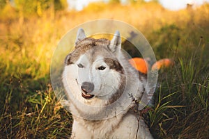 Close-up Portrait of funny dog breed siberian husky with happy smile lying next to a pumpkin for Halloween