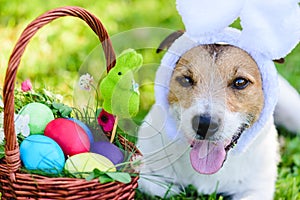Close-up portrait of funny dog with bunny ears wishing happy Easter