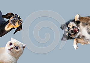 Close-up portrait of funny dog and cheerful cat with crazy big eyes isolated on blue background.