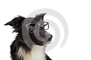 Close up portrait of funny dog wearing glasses. Purebred Border Collie nerd, back to school, animal intelligence concept. Adorable