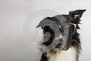 Close up portrait of funny dog wearing glasses. Purebred Border Collie nerd, back to school, animal intelligence concept. Adorable
