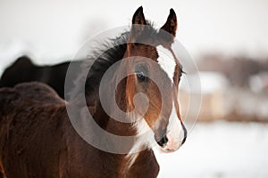 Close-up portrait of a funny foal on a winter field