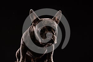 Close-up Portrait of Funny French Bulldog Dog and Curiously Looking, Front view, Isolated on black background