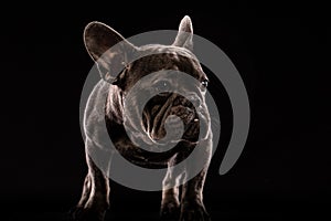 Close-up Portrait of Funny French Bulldog Dog and Curiously Looking, Front view, Isolated on black background