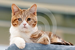 Close up portrait of funny ginger red and white purebred cat, laying and looking right to the camera.