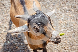 Close up portrait of a funny goat