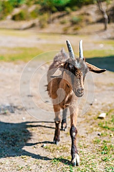 Close up portrait of a funny goat