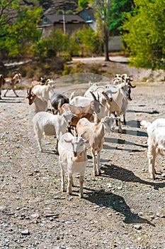 Close up portrait of a funny goat