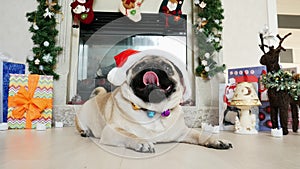 Close-up portrait of funny pug dog in christmas costume and Santa hat looking at camera