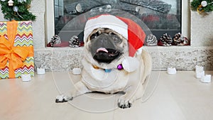 Close-up portrait of funny pug dog in christmas costume wears Santa hat looking at camera