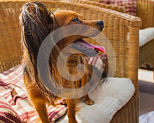 Close-up portrait of funny Russian brown longhair terrier with pink tongue, stonding on the garden chair