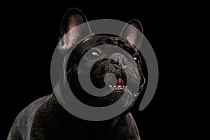 Close-up Portrait of Funny Smiled French Bulldog Dog, Curiously Looking