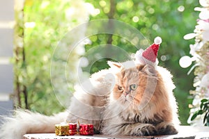 Cute cat , Golden cat Chinchilla in red christmas hats. photo
