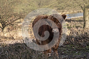 Close up portrait of furry Scottish Highland Cattle calf in cold weather - winter time. Beautiful Highland Cattle standing on