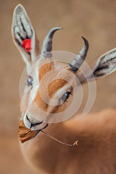 Close up portrait of gazelle looking at camera eating