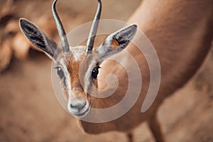 Close up portrait of gazelle looking at camera