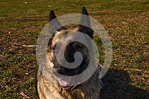 Close-up portrait of german shepherd dog outdoors. Beautiful dog guard