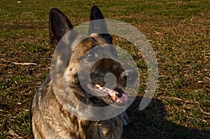 Close-up portrait of german shepherd dog outdoors. Beautiful dog guard