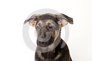Close-up portrait german shepherd dog puppy. cute dog studio shot on isolated white background.