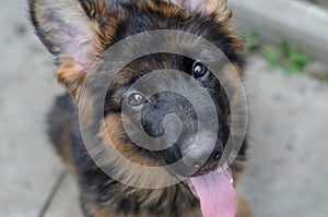 Close Up Portrait of German Shepherd Puppy. Cute Fluffy Little Pet