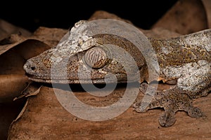 Close-up portrait of a giant leaf-tailed gecko endemic to Madagascar