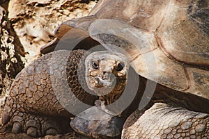 Close-up portrait of a giant rare land tortoise.