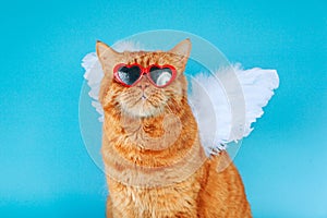 Close-up portrait of ginger british cat with in sunglasses and angel wings on blue background. Valentines Day concept