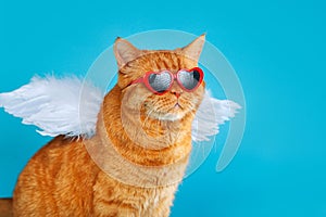 Close-up portrait of ginger british cat with in sunglasses and angel wings looking away on blue. Valentines Day