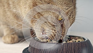 Close-up portrait of a ginger cat eating from a food bowl.