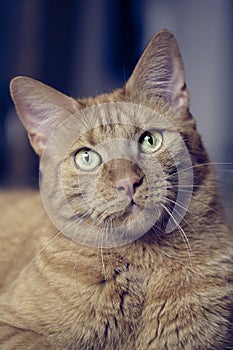 Close-up Portrait of a ginger cat looking curious to the camera.