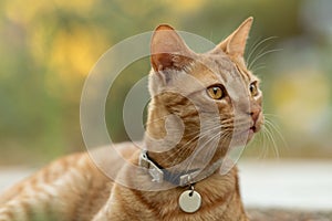 Close up portrait of ginger cat sitting at the garden.