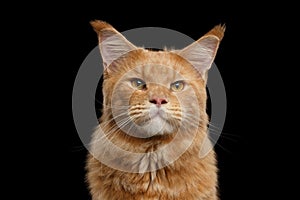 Close-up Portrait Ginger Maine Coon Cat Isolated on Black Background