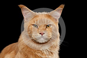 Close-up Portrait Ginger Maine Coon Cat Isolated on Black Background