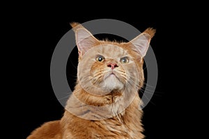 Close-up Portrait Ginger Maine Coon Cat Isolated on Black Background